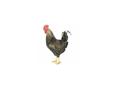 Hahn Dominant Leghorn Schwarz D608 (Neuheit)