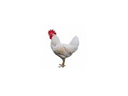 Hahn Dominant Leghorn Schwarz D608 (Neuheit)