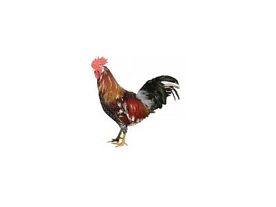 Hahn Dominant Leghorn Schwarz D608 (Neuheit)