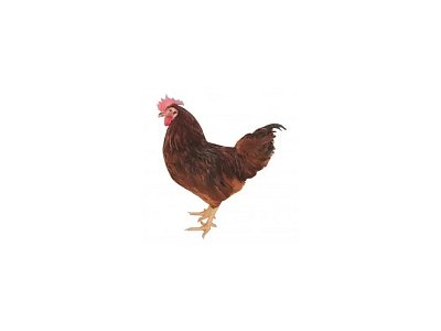Hahn Dominant Rot D853