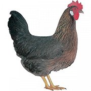 Huhn Dominant Braun-Schwarz D300