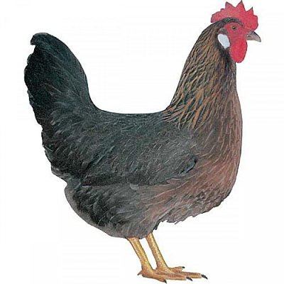 Huhn Dominant Braun-Schwarz D300