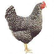Huhn Dominant Gestreift D959
