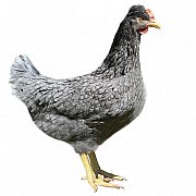 Huhn Dominant Greenshell