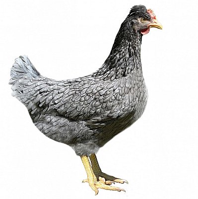 Huhn Dominant Greenshell