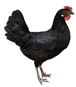Huhn Dominant Leghorn Schwarz D608 (Neuheit)