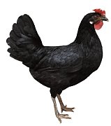 Huhn Dominant Leghorn Schwarz D608 (Neuheit)