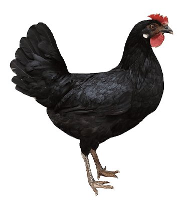 Huhn Dominant Leghorn Schwarz D608 (Neuheit)
