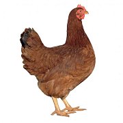 Huhn Dominant Rot D853