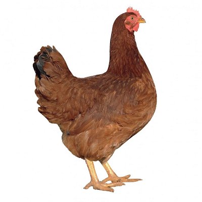 Huhn Dominant Rot D853