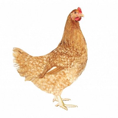Huhn Dominant Rot Gefleckt D902