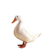 KACHNY