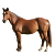 PFERDE