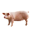 SCHWEINE