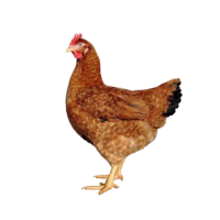 Verkauf von Hühnern