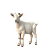 ZIEGEN
