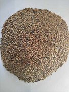 25 kg großkörnige Linse