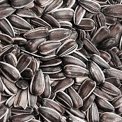 Krmné směsi Kvídera Slunečnice žíhaná velká 1 Kg