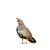 HÜTE