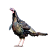 KRŮTY translates to KURTY in German.