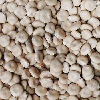Lupina (Zuckerlupine) 1 kg.