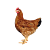 Verkauf von Junghennen